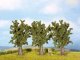 Sycamore Trees, All Scales, NOCH 25150