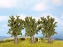 Sycamore Trees, All Scales, NOCH 25150