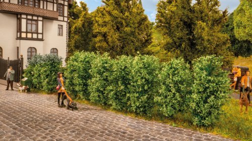 Thuja Hedge, All Scales, NOCH 21547