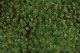Tufted Grass Sheet/Mat - SceneScapes(R) -- Medium Green 3/16′ .5cm Tall Fibers, 11-, All Scales, Bachmann Industries 32922