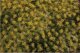 Tufted Grass Sheet/Mat - SceneScapes(R) -- Dry Grass 3/16′ .5cm Tall Fibers, 11-3/4, All Scales, Bachmann Industries 32925