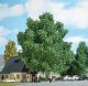 Chestnut Tree -- 8-11/16′ 22cm Tall, HO, Busch Gmbh & Co Kg 3763
