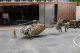 Airbus EC135 Military Helicopter - Kit -- German Army, HO, Faller Gmbh 131022