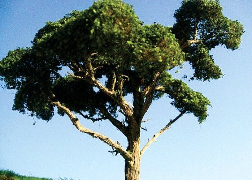 Hardwood Tree -- 4 to 5′ 10.2 to 12.7cm pkg(2), All Scales, Grand Central Scenery T29