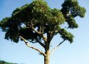 Hardwood Tree -- 4 to 5′ 10.2 to 12.7cm pkg(2), All Scales, Grand Central Scenery T29