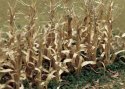 Dried Corn Stalks -- pkg(30), HO, JTT Miniature Tree 95588