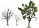 Ornamental Bonsai Tree, N, TomyTec Co LTD 266433