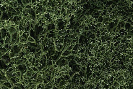 Lichen - 1.5qts 1.4L -- Medium Green, All Scales, Woodland Scenics 163
