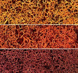 Lichen - 1.5qts 1.4L -- Autumn Mix, All Scales, Woodland Scenics 165