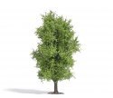 Spring Deciduous Tree - Exclusive -- 4-1/2′ 11.5cm Tall, HO, Busch Gmbh & Co Kg 3721