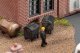 Garbage Dumpster Set - Kit -- 8 Dumpsters on Wheels, 20 Wheeled Garbage Bins, N, Faller Gmbh 272919