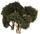 Hardwood Tree -- 6′ 15.2cm pkg(2), All Scales, Grand Central Scenery T30
