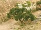 Hardwood Tree -- 6′ 15.2cm pkg(2), All Scales, Grand Central Scenery T30