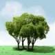 Privet Trees -- 1-3/4 - 2′ 4.4 - 5.1cm Tall pkg(3), All Scales, JTT Miniature Tree 92203