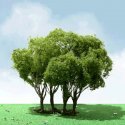 Privet Trees -- 1-3/4 - 2′ 4.4 - 5.1cm Tall pkg(3), All Scales, JTT Miniature Tree 92203