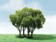 Privet Trees -- 1-3/4 - 2′ 4.4 - 5.1cm Tall pkg(3), All Scales, JTT Miniature Tree 92203