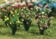 Hibiscus -- pkg(18), HO, JTT Miniature Tree 95607