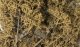 Fine Leaf Foliage(TM) - 75 Cu. In. 1.2 Cu. m. -- Dead, All Scales, Woodland Scenics 1134