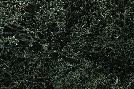 Lichen - 1.5qts 1.4L -- Dark Green, All Scales, Woodland Scenics 164