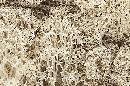 Lichen - 1.5qts 1.4L -- Natural Color, All Scales, Woodland Scenics 166