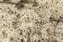 Lichen - 1.5qts 1.4L -- Natural Color, All Scales, Woodland Scenics 166