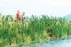 Cattails -- Kit pkg(60), HO, Walthers SceneMaster 4179