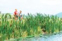 Cattails -- Kit pkg(60), HO, Walthers SceneMaster 4179