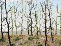Woods Edge Trees -- Bare pkg(14), HO, Bachmann Industries 32509