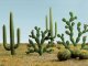 Mixed Cactus pkg(15) -- Height: 1/4 to 2-1/2′ .6 to 6.4cm, HO, Bachmann Industries 32513