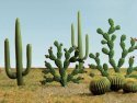 Mixed Cactus pkg(15) -- Height: 1/4 to 2-1/2′ .6 to 6.4cm, HO, Bachmann Industries 32513