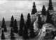 Pine Trees -- 1-3/16 to 2′ 3 to 5cm Tall pkg(20), All Scales, Busch Gmbh & Co Kg 6598