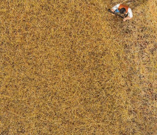 Ground Cover/Flocking - Premium -- Hay - 1oz 30g, All Scales, Faller Gmbh 170775