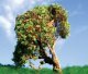 Apple Tree -- 3 to 5′ 7.6 to 12.7cm pkg(2), All Scales, Grand Central Scenery T23