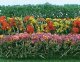 Flower Hedges - 5 x 3/8 x 5/8′ 12.7 x 1 x 1.6cm pkg(8) -- Red, Pink, Yellow & Purple, HO, JTT Miniature Tree 95509