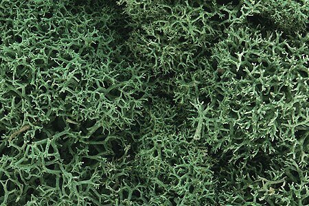 Lichen - 1.5qts 1.4L -- Light Green, All Scales, Woodland Scenics 162