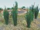Cattails -- 3/4′ 1.9cm pkg(24), HO, Bachmann Industries 32505