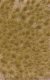Grass Tuft Sheet -- Long Fall Tufts 3/16` .4cm Tall, 5-7/16 x 3-7/16` 13.8 x 8.8cm, All Scales, Busch Gmbh & Co Kg 3519