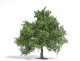 Spring Oak-Fruit Tree - Exclusive -- 3-3/4′ 9.5cm Tall, HO, Busch Gmbh & Co Kg 3661