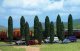 Poplar Trees pkg(10) -- Four: 3-13/16` 9.5cm Six: 3` 7.5cm Tall, N, Busch Gmbh & Co Kg 6239
