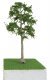 Cypress Trees - Pro Elite -- 8′ 20.3cm, O, JTT Miniature Tree 92416