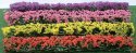 Flower Hedges - 5 x 3/8 x 5/8′ 12.7 x 1 x 1.6cm pkg(8) -- Green & Assorted Blossom Blended, HO, JTT Miniature Tree 95510