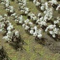 Cotton Plants -- pkg(24), O, JTT Miniature Tree 95591