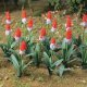 Primrose (Primula Vialii) -- pkg(18), O, JTT Miniature Tree 95595