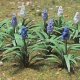 Grape Hyacinth (Muscari) -- pkg(18), O, JTT Miniature Tree 95599