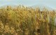 Wheat Stalks -- pkg(40), O, JTT Miniature Tree 95636