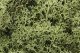 Lichen - 1.5qts 1.4L -- Spring Green, All Scales, Woodland Scenics 161