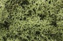 Lichen - 1.5qts 1.4L -- Spring Green, All Scales, Woodland Scenics 161