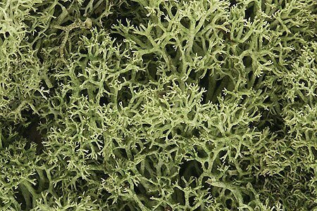 Lichen - 1.5qts 1.4L -- Spring Green, All Scales, Woodland Scenics 161