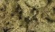Lichen - 1.5qts 1.4L -- Spring Green, All Scales, Woodland Scenics 161
