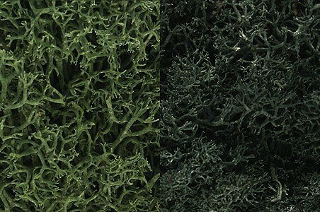 Lichen - 48oz 2.84L -- Dark Green Mix, All Scales, Woodland Scenics 168